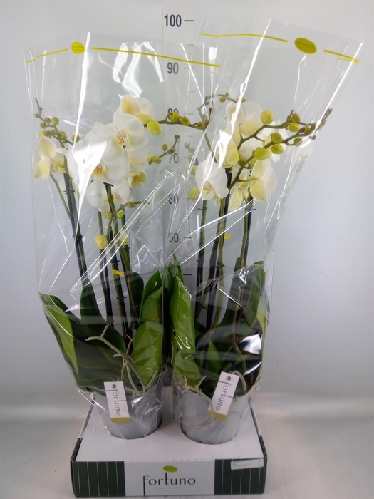 <h4>Phalaenopsis   ...white</h4>