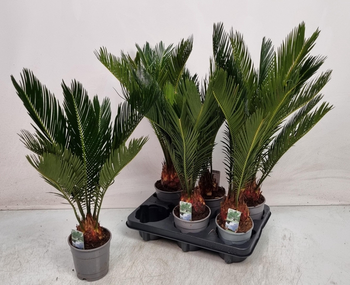<h4>CYCAS REVOLUTA</h4>