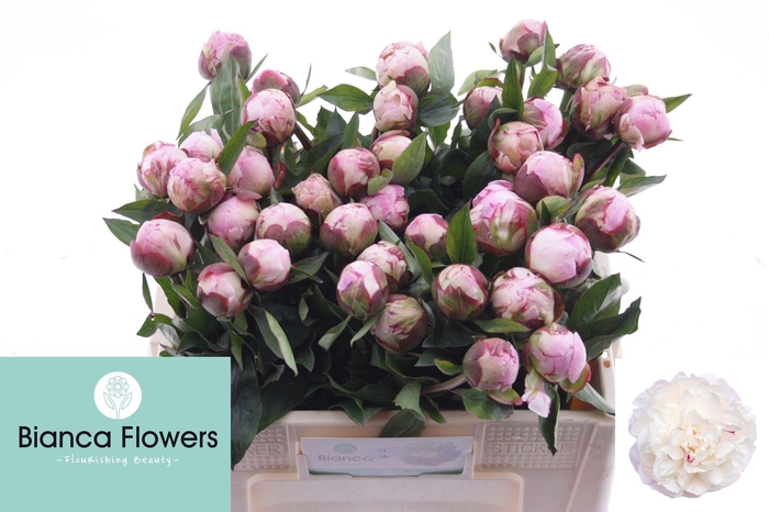 <h4>PAEO L GARDENIA</h4>