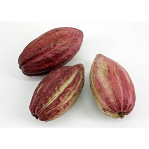 Sier Theobroma Cacao Red
