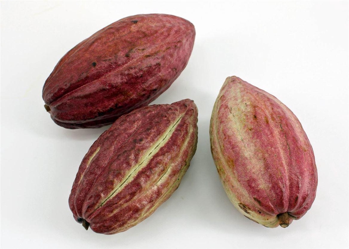 <h4>Sier Theobroma Cacao Red</h4>