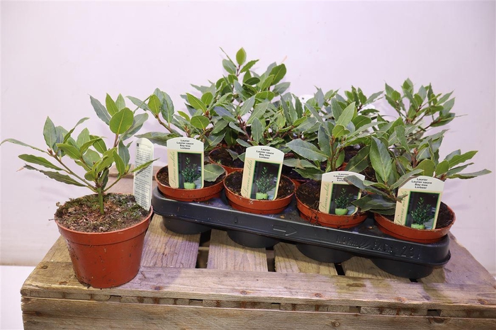 <h4>Lau Nobilis</h4>