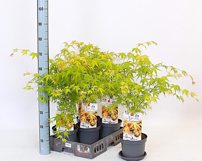 <h4>ACER PA KATSURA</h4>