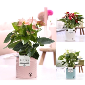 Anthurium mix in P&PURE zinc Louise 4;