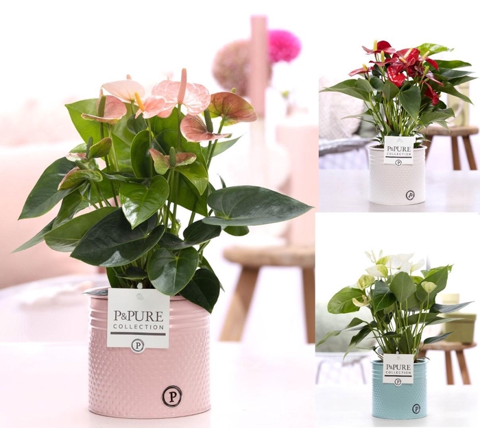 <h4>Anthurium mix in P&PURE zinc Louise 4;</h4>