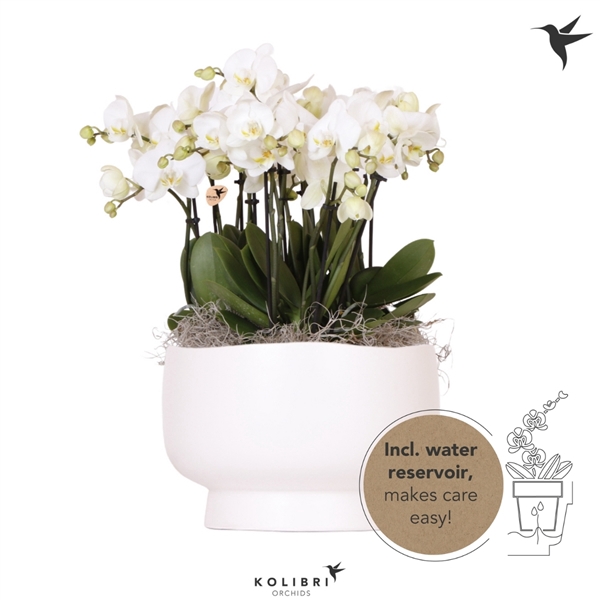 <h4>Kolibri Orchids Mono Ghent in Scandic dish with wateringsystem</h4>