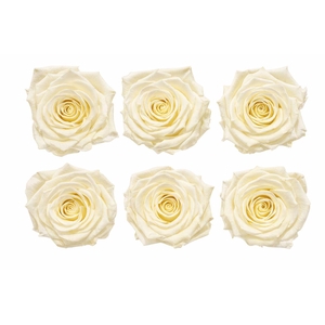 Ro Pres Classic Creme
