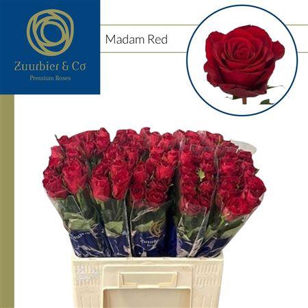 <h4>R Gr Madam Red</h4>