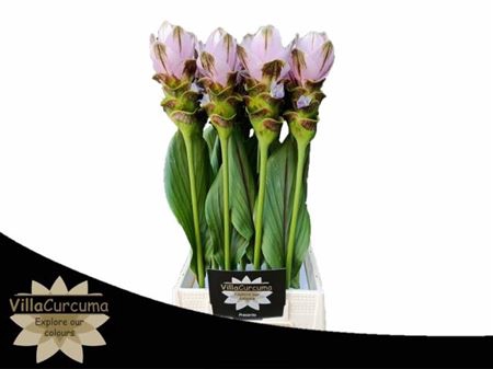 <h4>CURC AL SIAM SHAD PINK 70CM</h4>
