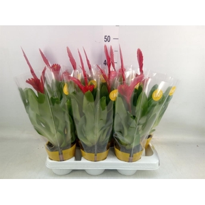 Vriesea  'Christiane'