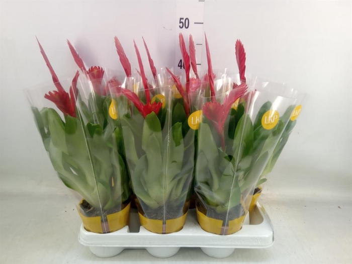 <h4>Vriesea  'Christiane'</h4>