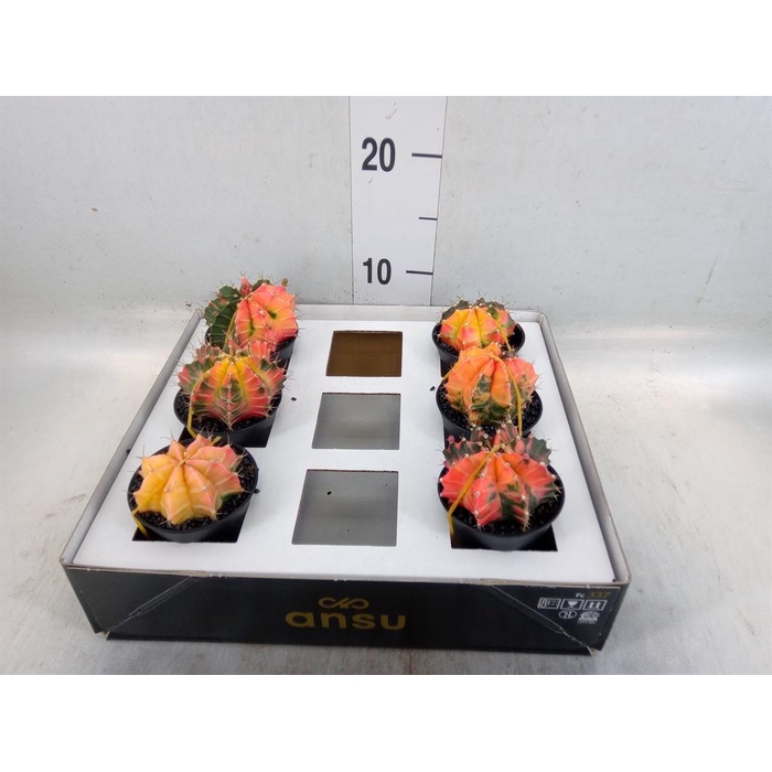 <h4>Gymnocalycium mihanov. 'Japan'  mix</h4>