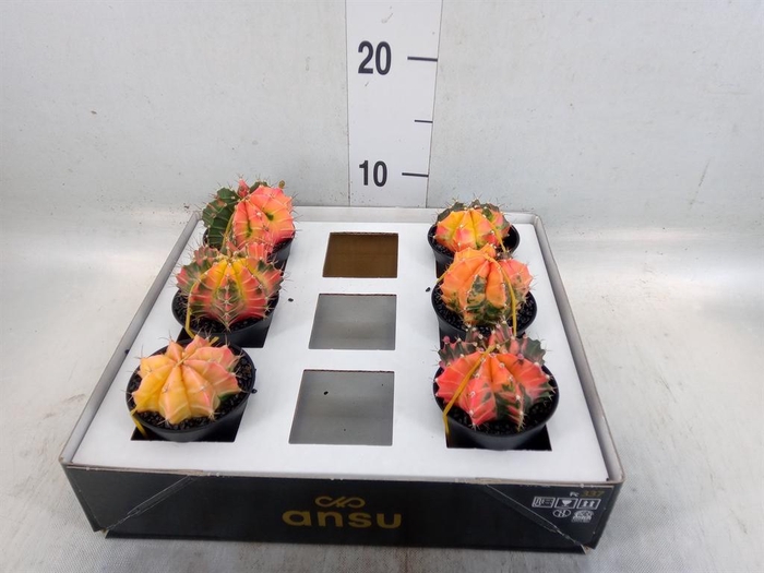 Gymnocalycium mihanov. 'Japan'  mix