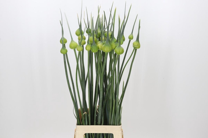 <h4>Allium Kenton</h4>