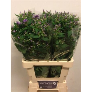 Phlox P Crissy