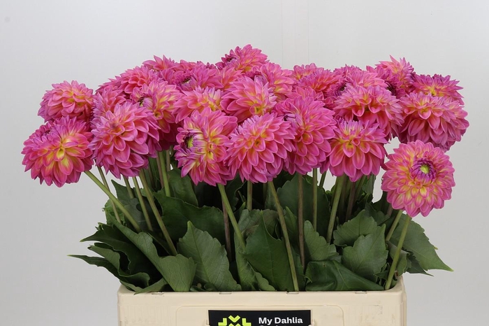 <h4>Dahlia Barbados</h4>