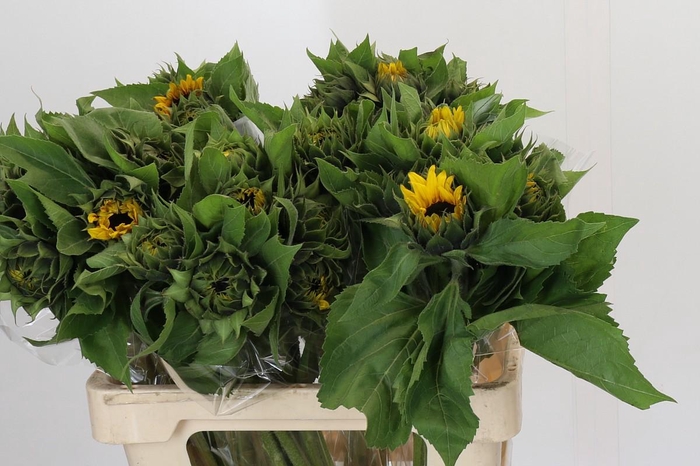 <h4>Helianthus Orange Fire</h4>