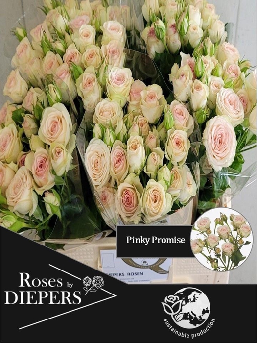 <h4>R TR PINKY PROMISE</h4>