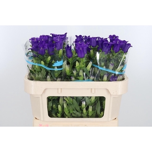 Campanula Cham Blue