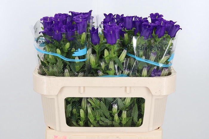 <h4>Campanula Cham Blue</h4>