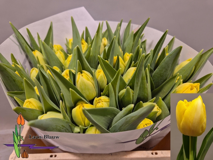 <h4>TU DU MARIE JO</h4>