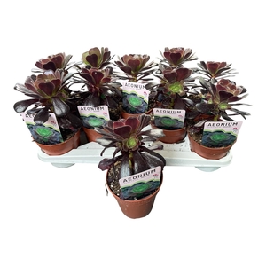 AEONIUM AB VELOURS