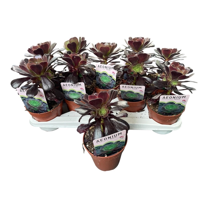 <h4>AEONIUM AB VELOURS</h4>