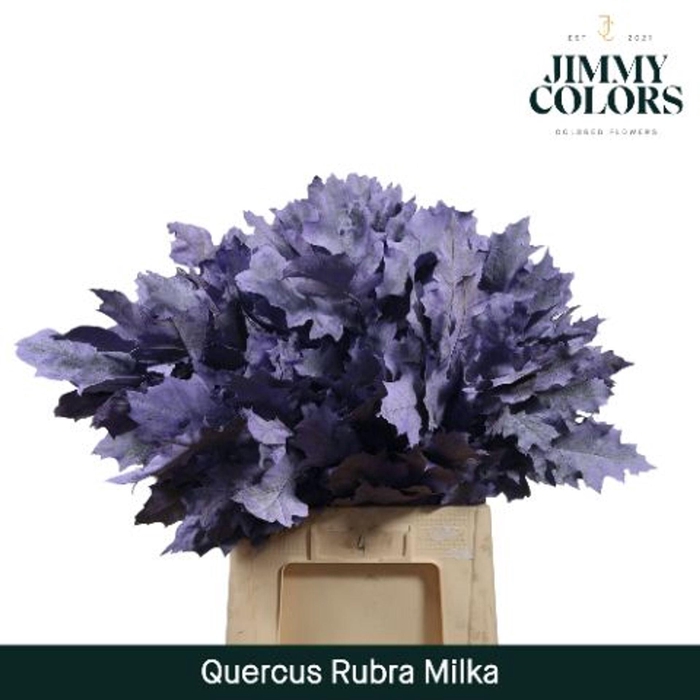 <h4>QUERCUS RUBRA DYED MILKA</h4>