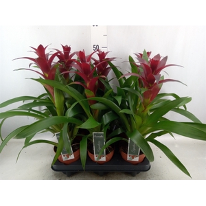 Guzmania  'Nextara'