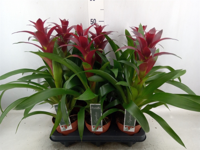 Guzmania  'Nextara'