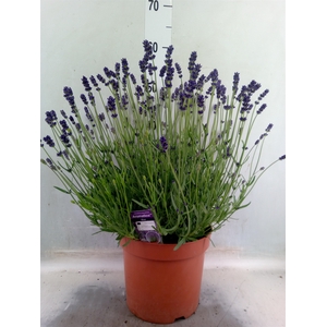 Lavandula angus. 'Aromatico Blue'