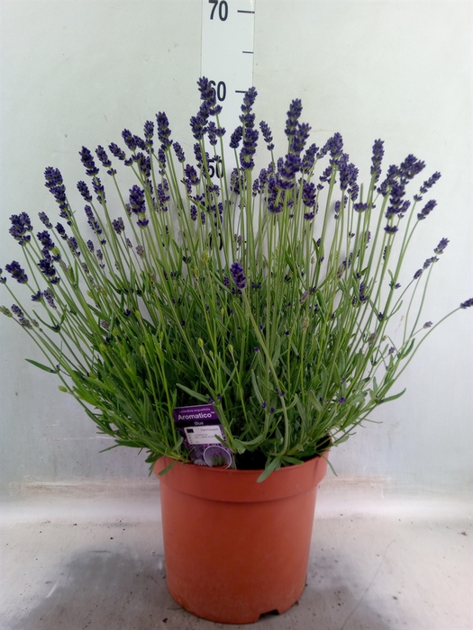 <h4>Lavandula angus. 'Aromatico Blue'</h4>