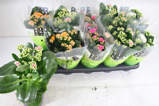 <h4>KAL GE GEM 4 KL</h4>