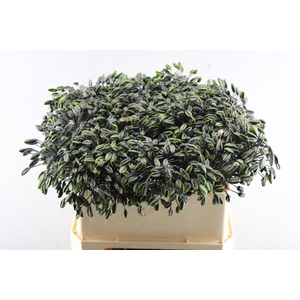 Agap Zaad Zwart (70cm)