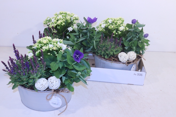 <h4>ARR TUINPLANTEN</h4>