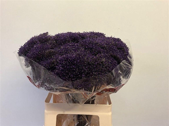 <h4>TRACH LAKE SUPERIOR</h4>