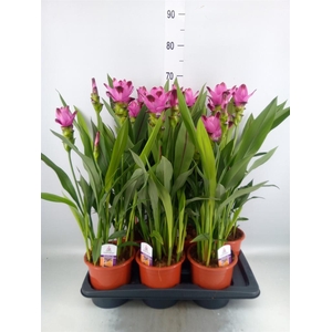 Curcuma alism. 'Siam Splash'