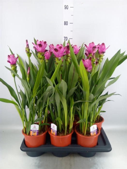 <h4>Curcuma alism. 'Siam Splash'</h4>