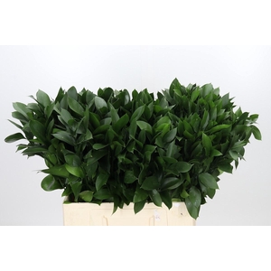 RUSCUS HYPOPHYLLUM