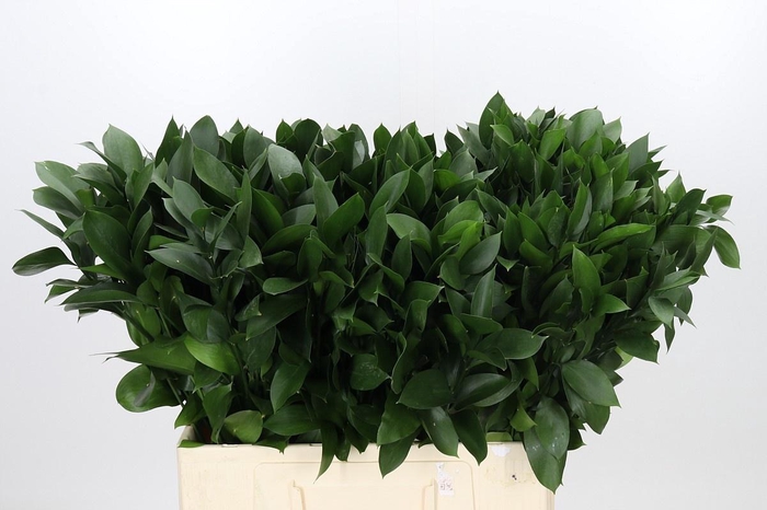 <h4>RUSCUS HYPOPHYLLUM</h4>