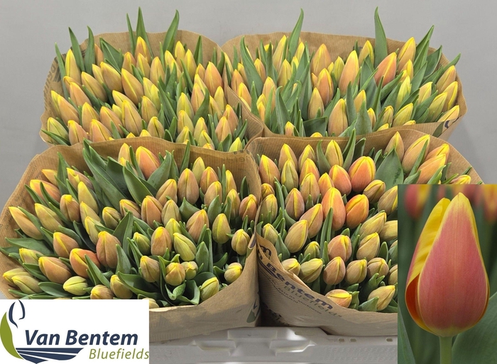 <h4>Tu En Ms Li</h4>