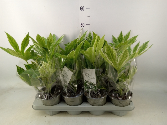 <h4>Fatsia japonica 'Variegata'</h4>
