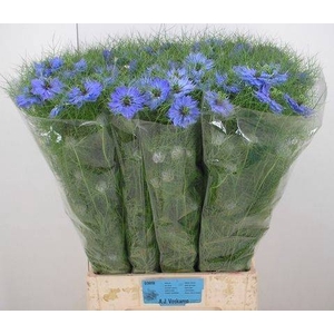 NIGE D DEEP SEA BLUE