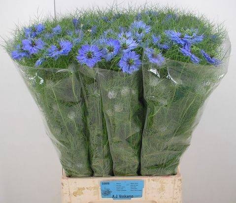 <h4>NIGE D DEEP SEA BLUE</h4>