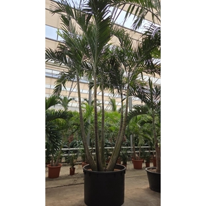 Veitchia merrillii 5pp