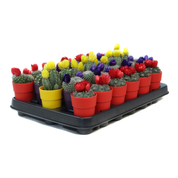 <h4>Cactus disco 5,5 cm in plastic tango sierpot</h4>