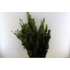 Taxus Yellow P Pak