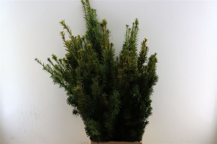 <h4>Taxus Geel</h4>