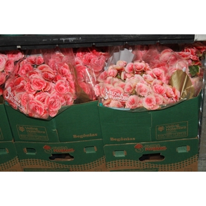 BEGONIA BORIAS P15