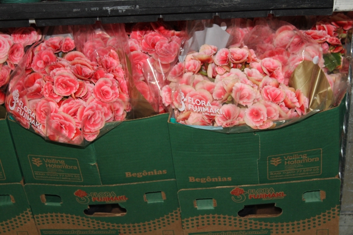 <h4>BEGONIA BORIAS P15</h4>